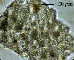 Image result for Psilotrichum sericeum