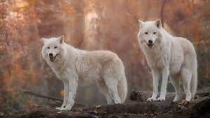 Wolf Hd Wallpapers Free Wolf Hd Wallpaper Download Wallpapertip The great collection of white wolf wallpaper for desktop, laptop and mobiles. wolf hd wallpapers free wolf hd