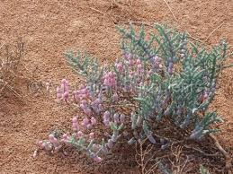 Image result for Halosarcia