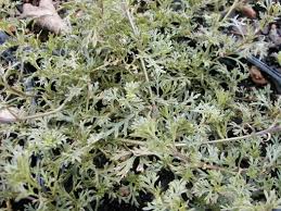 Image result for Bonatea pulchella