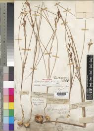 Image result for Gladiolus permeabilis