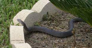 Flight Lessons Learned July 2007 Water Moccasin Snake Snake Flight Lessons
