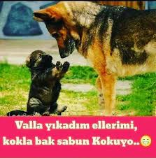 melis adli kullanicinin krall panosundaki pin 2020 komik hayvanlar instagram