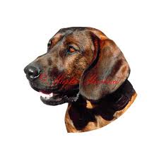 Image result for hannoverský barvář