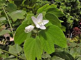 Image result for Ecbolium hastatum