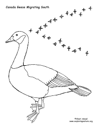 Over 993 canada goose pictures to choose from, with no signup needed. Canada Goose Migrating Animal Coloring Pages Coloring Pictures Of Animals Coloring Pages Winter