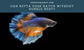 Can Betta Eggs Hatch Without Bubble Nest Betta Betta Fish Tank Betta Fish Types