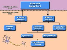 Also marked on the diagram are ganglia, clusters of cell bodies bodies in the pns, and nerves, bundles of axons that travel along the same route. Organization Of The Nervous System