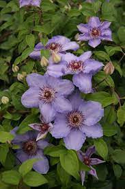 And he suckle are doing well and starting to climb, but the cameras are still very small plants with no flowers i know growth. Clematis Still Waters Verschoor Horticulture
