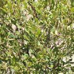 Image result for Euclea undulata