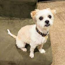 Check out our the rescue puppies selection for the very best in unique or custom, handmade pieces from our shops. Small Dog Rescue Of Minnesota Small Dogs Big Hearts