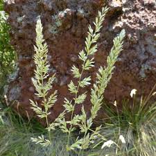 Image result for Koeleria