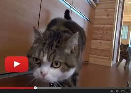 maru gets into the cupboard love meow maru cats cat s