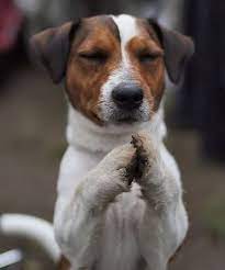 Check spelling or type a new query. Jack Russell Terrier Jack Russell Newborn Puppies Jack Russell Terrier