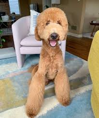 The a3 floorplan boasts a large master bedroom and ample room to spread out in the living room, kitchen, and private porch. Top 21 Smartest Dog Breeds Iheartdogs Com