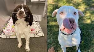 See all adoptable pets → about a.d.o.p.t. 631 Dogs Adopted From Franklin County Dog Shelter Since June 1st Wsyx