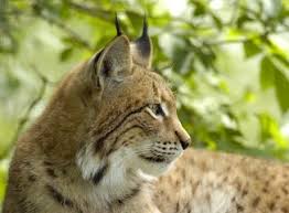 Přidat do porovnání vozidlo přidáno do porovnání přidat konfiguraci vozidla do porovnání konfigurace vozidla přidána do porovnání. Der Luchs Ein Steckbrief Bund Naturschutz