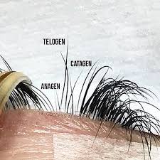 Pin On Lash Artiste