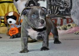 6 Week Black And White Pitbull Puppy American Pocket Bully S Blue Male At 6 Weeks Old Call Text 3615001514 Www Americanpocketbully Com Bully Blue Puppies American Bully