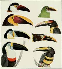 Bright coloring and a large beak, oddly enough, perfectly mask these birds in the crowns of trees. Toucan Wikipedia