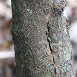 Image result for Searsia longipes