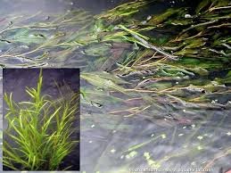 Image result for Potamogeton richardii