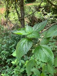 Image result for Pouzolzia parasitica