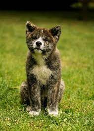 Saisho no hoshi japanese akita kennel announces new litter from top. Pin On Akitalove