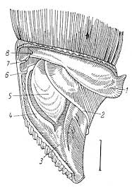 Image result for Alinula sp.