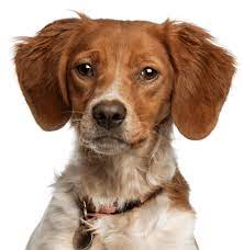 We did not find results for: Brittany Puppies For Sale Adoptapet Com