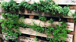 It's great if you're short on space or just want to make the most of walls or fences. Vertical Vegetable Garden Ideas