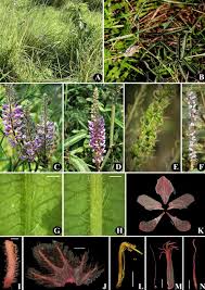 Image result for Uraria