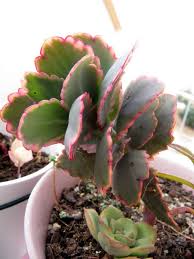 Cactos E Suculentas De A A Z Diario Do Meu Jardim Facebook Cacti And Succulents Growing Succulents Flowering Succulents