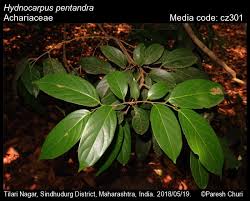 Image result for Achariaceae