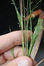 Image result for Panicum funaense
