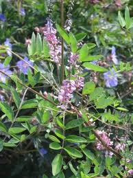 Image result for Indigofera dimidiata