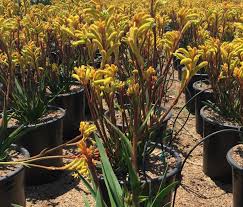 Image result for Anigozanthos