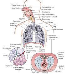 Respiratory System Gif 574 632 Respiratory System Anatomy Respiratory Therapy Student Medical School Motivation