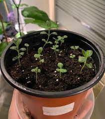 In a warm location (about 70 degrees), start your seeds in a seed tray with a very light soil mix or fine vermiculite. I Finally Had Some Success Growing Lavender From Seed Now I Just Need To Keep It Alive Few Questions Gardening