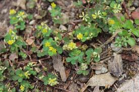Image result for Trifolium dubium