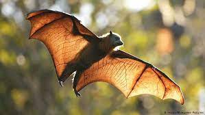 They have the largest body size of… Flying Foxes Australia S Love Hate Relationship With Fruit Bats Global Ideas Dw 07 01 2021
