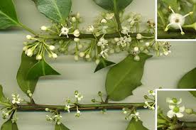 Check spelling or type a new query. Ilex