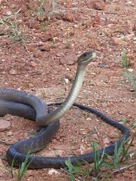 Pin By Lindsay Stroup On Tats Black Mamba Snake Mamba Snake Black Mamba