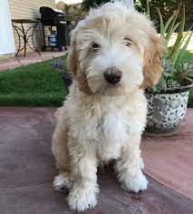 These dogs are extremely intelligent and easily trained. Neuter Or Spay Your Labradoodle Puppy Texas Australian Labradoodles