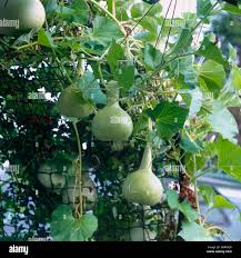 Image result for Lagenaria siceraria