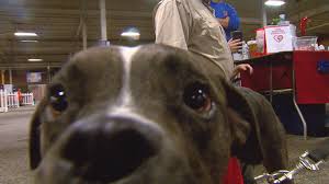 Common sources for adoptable pets are animal shelters and rescue groups. Indy Pet Adoption Event At Fairgrounds Wish Tv Indianapolis News Indiana Weather Indiana Traffic