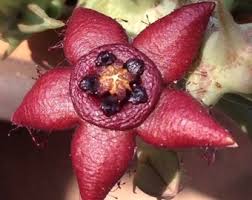 Image result for Orbea melanantha