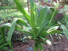 Image result for Crinum asiaticum