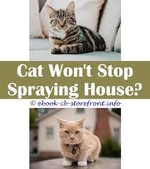 13 First Rate Cat Spray Carpets Male Cat Spraying Cats Cat Spray