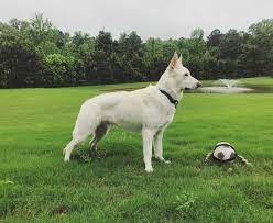 The Ultimate Guide To The White German Shepherd K9 Web